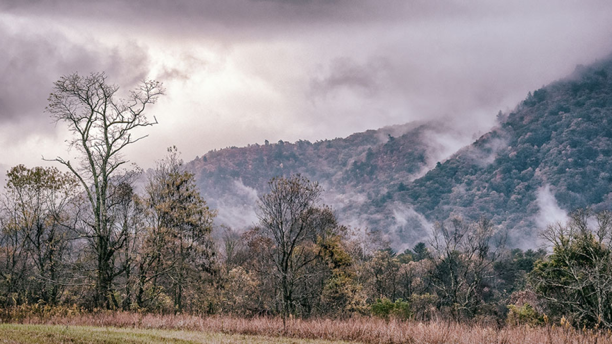 Barren Trees © 2022 Rosemary Polletta
