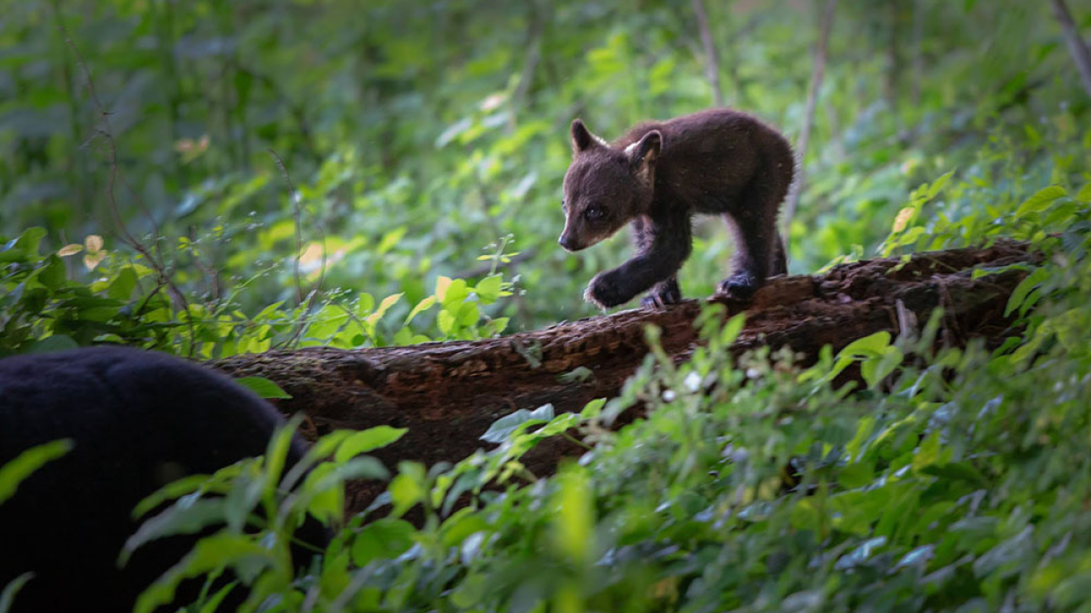 Balancing Bear Cub © 2022 Mark Lindhult