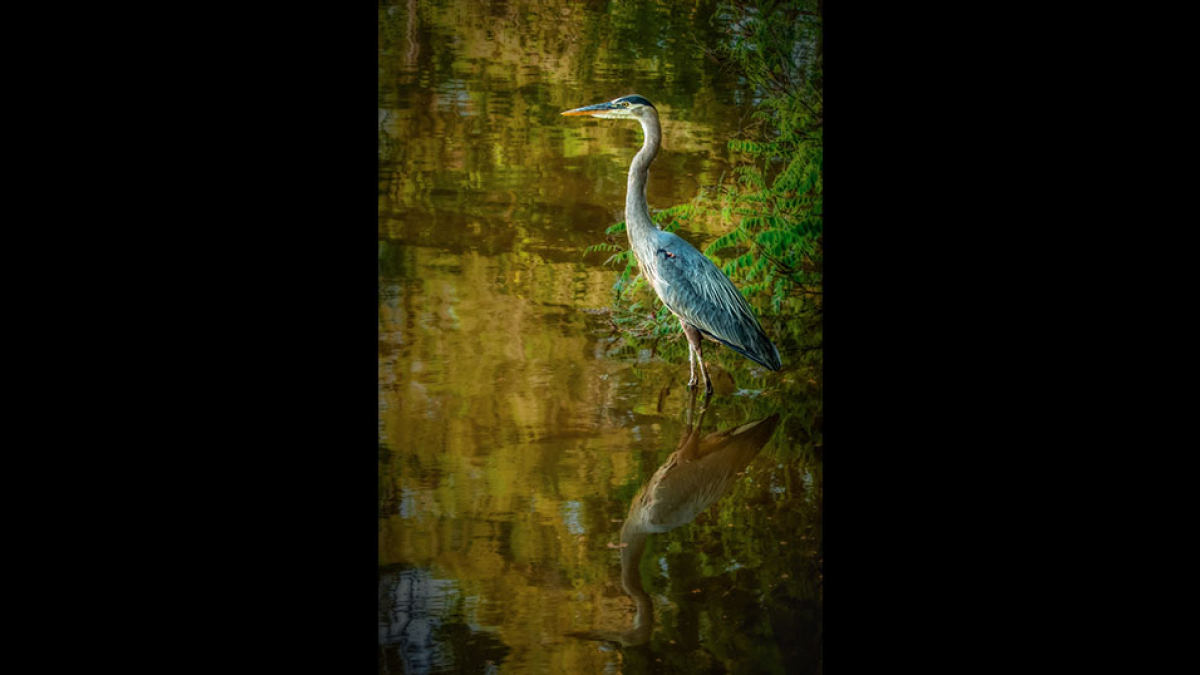 Sentinel © 2023 Joanne Bell