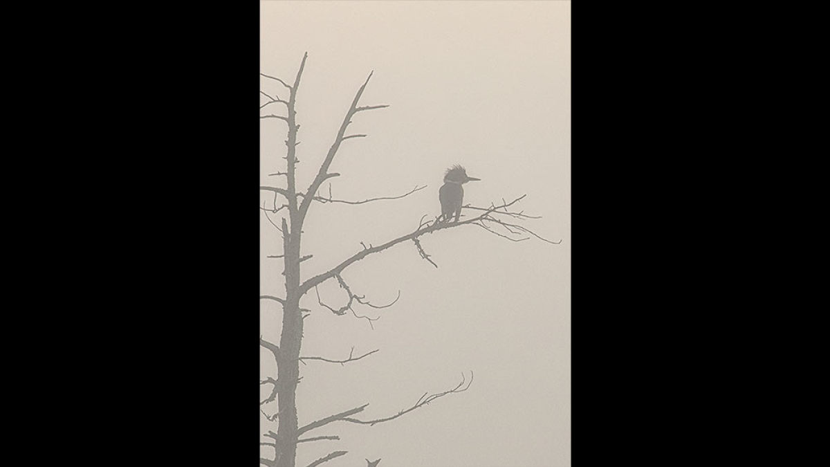 Belted Kingfisher in Fog © 2022 Steve Gingold