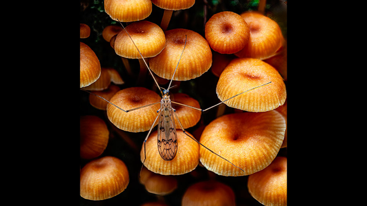 Pinewood Ginger Tails with Cranefly © Steve Gingold