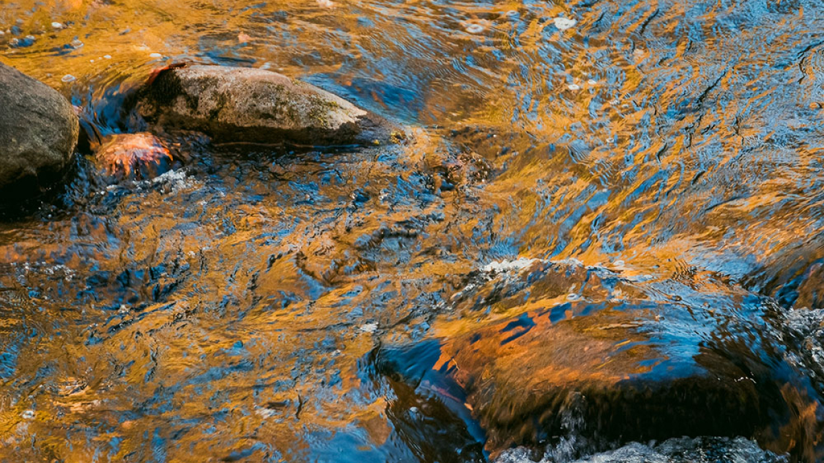 Blue and Gold © 2023 Rosemary Polletta