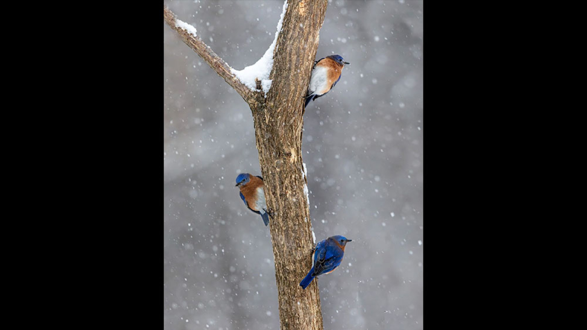 Bluebird Trio © 2022 Mark Lindhult