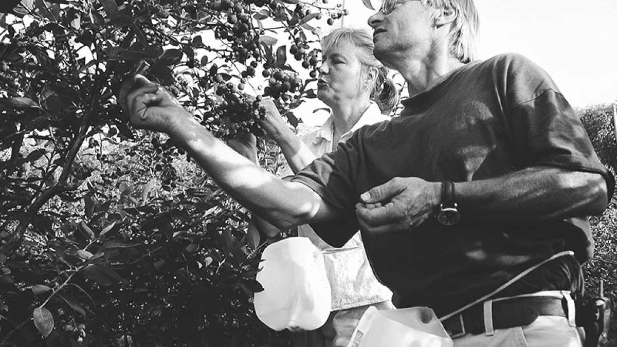 John and Silvija Pipiras pick blueberries © 2004 Robert Floyd