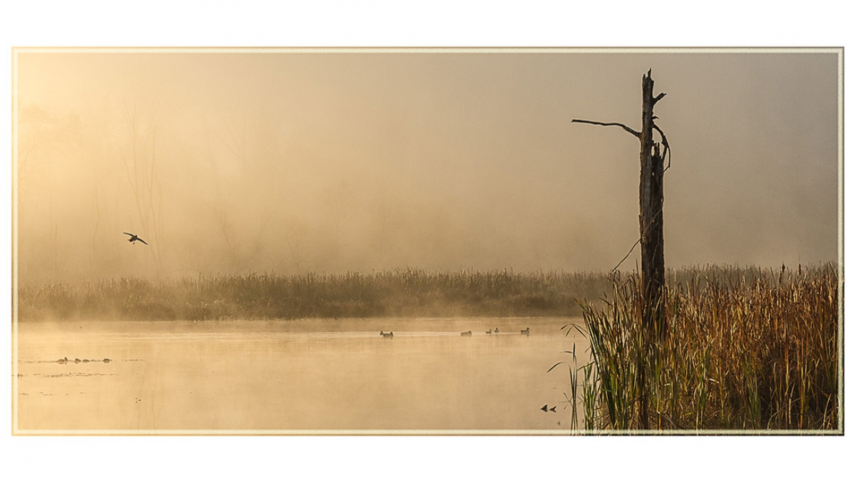 Breaking Dawn © 2019 Rosemary Polletta