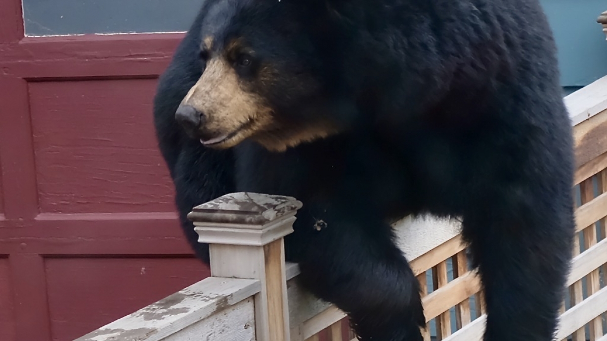 Mama Takes a Rest ©Karen Browne-Courage, 2018