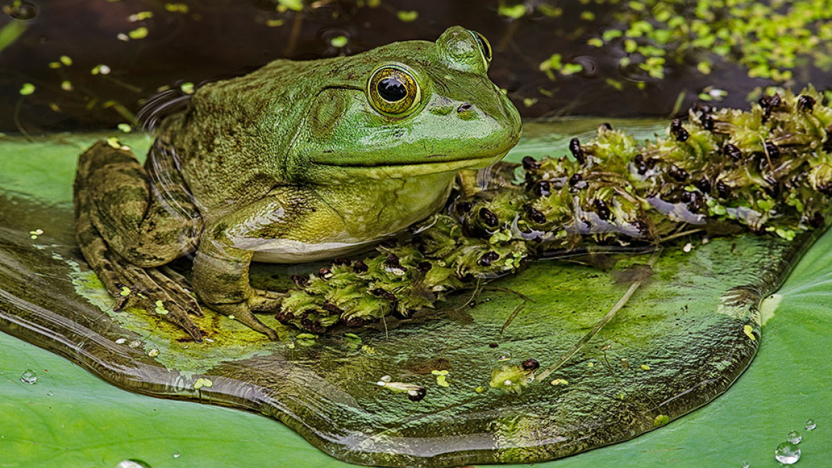 Bullfrog © 2022 Steve Gingold
