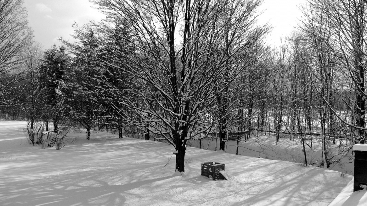 My Back Yard © Marc Bussiere, 2018