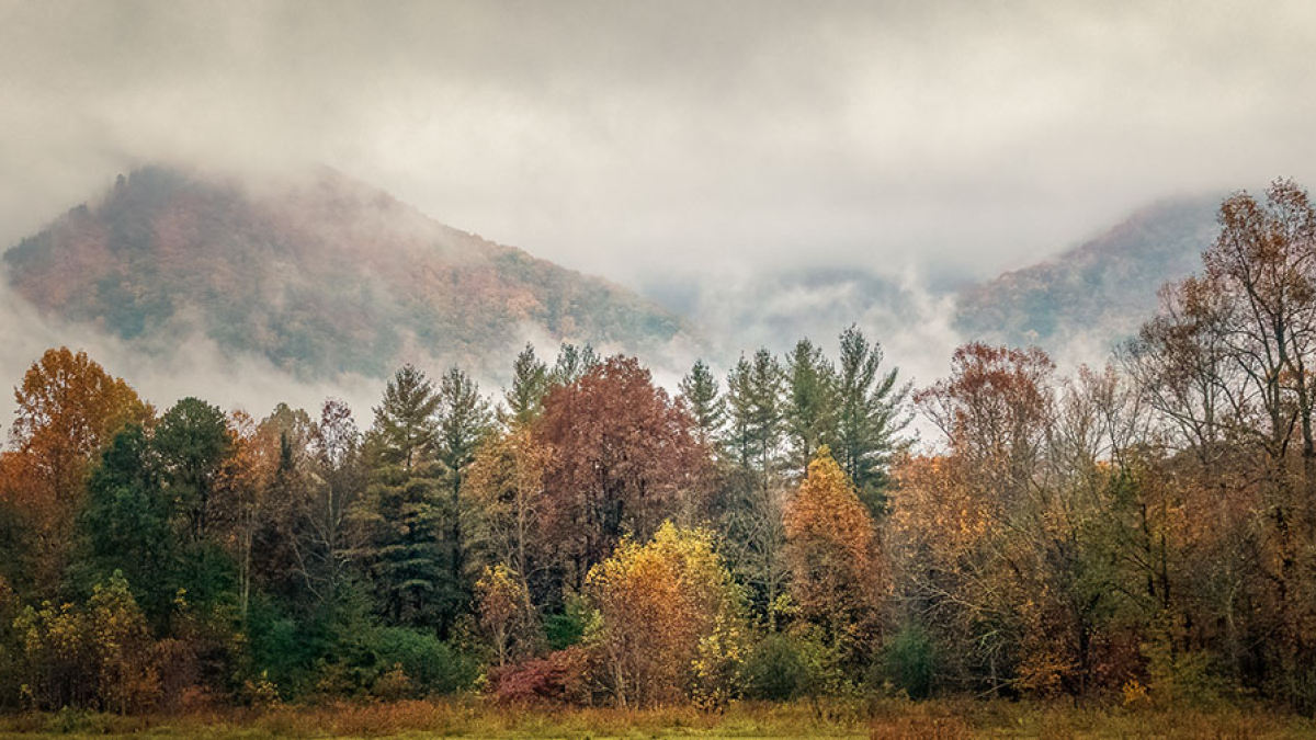 Cades Cove Morning Fog © 2022 Rosemary Polletta