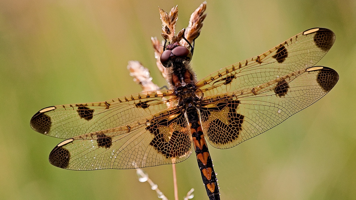 Calico Pennant © 2022 Steve Gingold