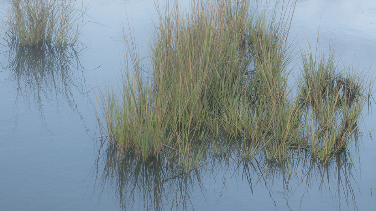 Reeds © Robert Floyd