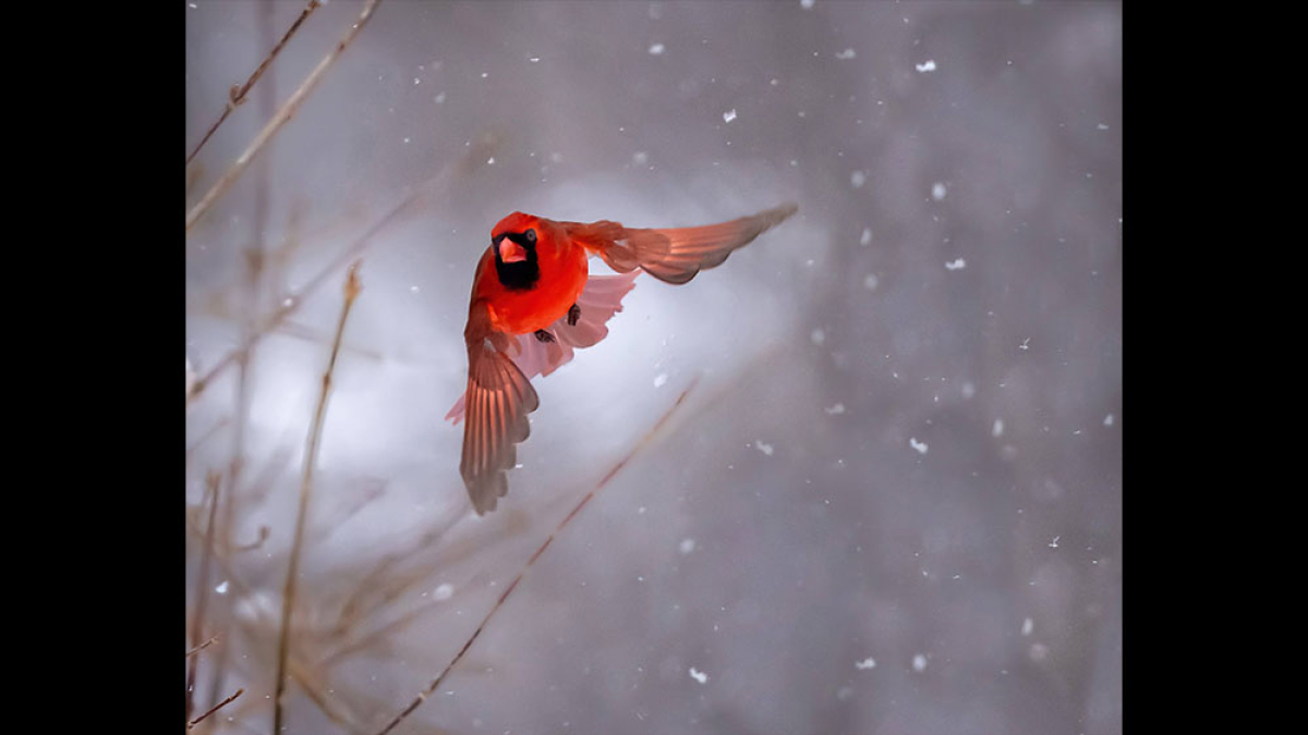 Cardinal in Flight © 2022 Mark Lindhult