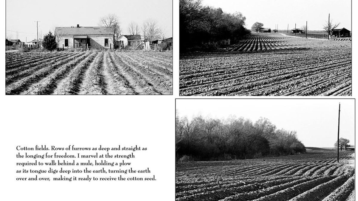 Cotton Fields © 1966 Julius Lester