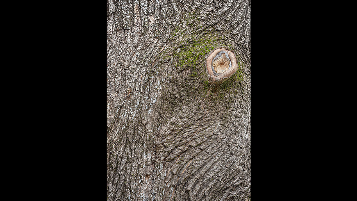 Gmarly © Pat Crutchfield