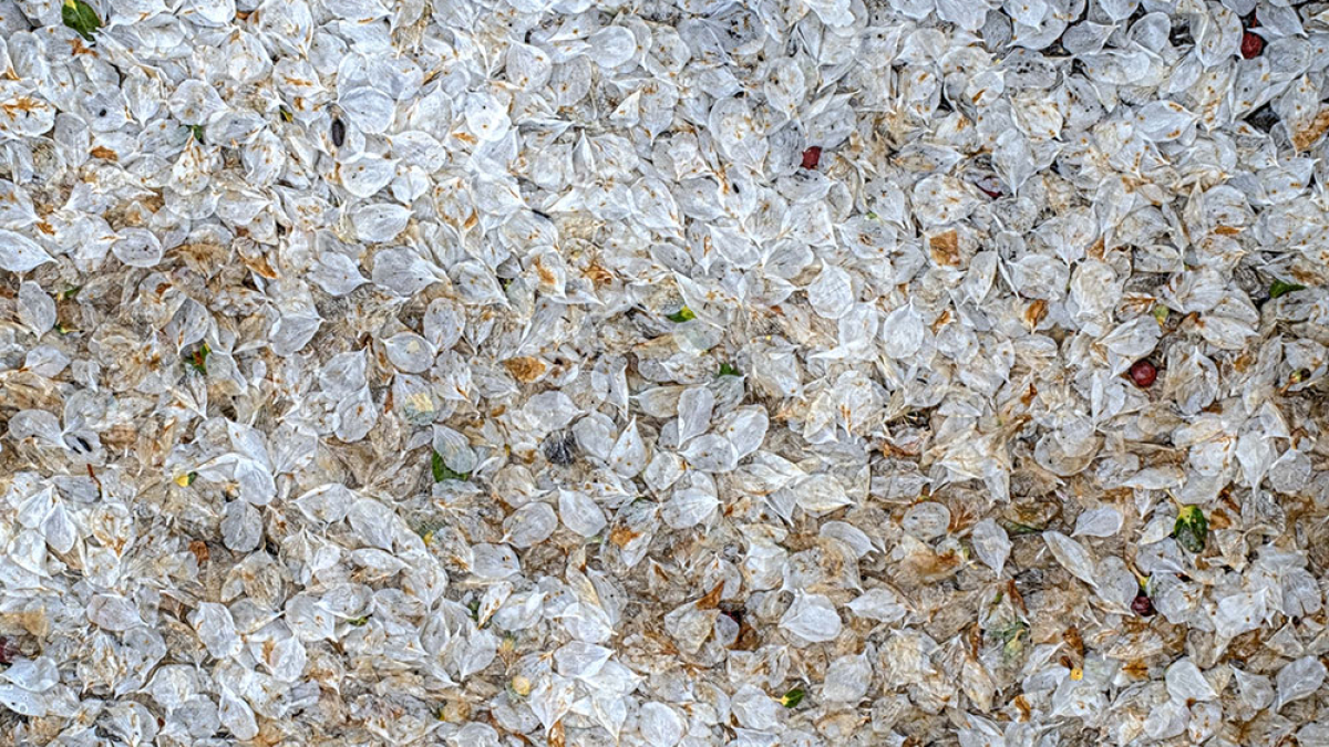 Soaked leaves © Pat Crutchfield