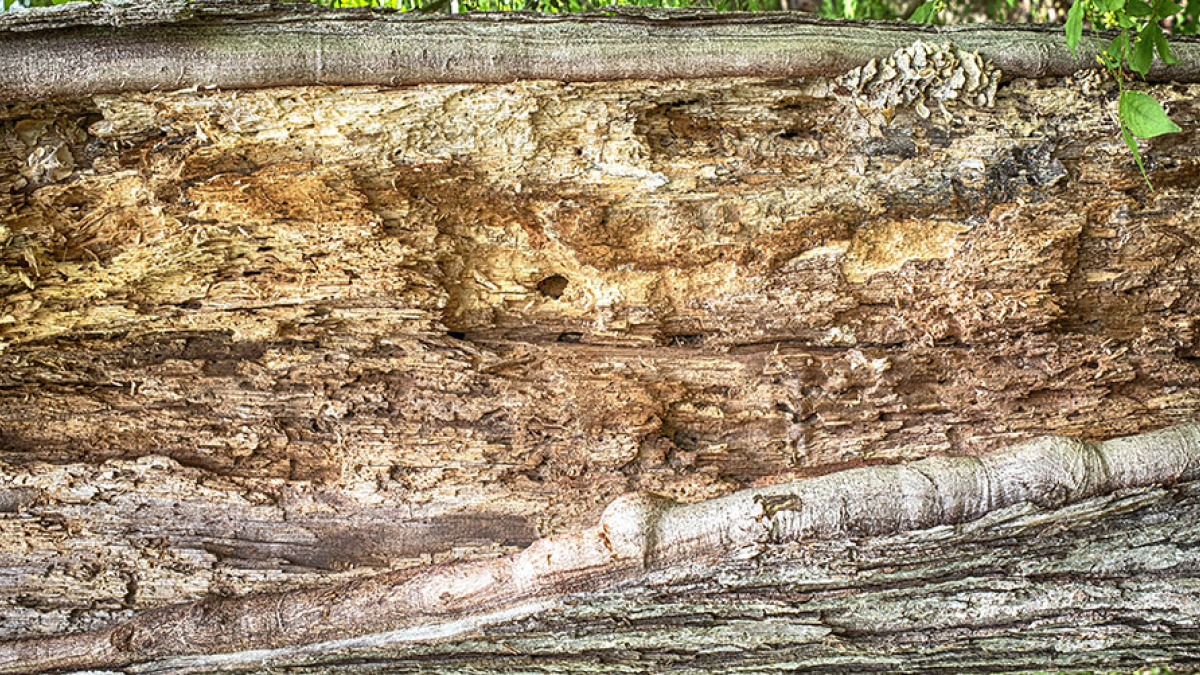 The Inner Tree © Pat Crutchfield