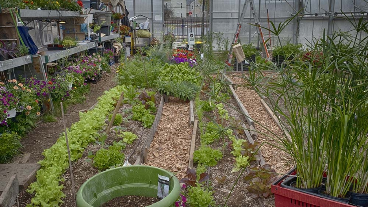 Inside the Gardening the Community Greenhouse © 2020 Patricia Crutchfield