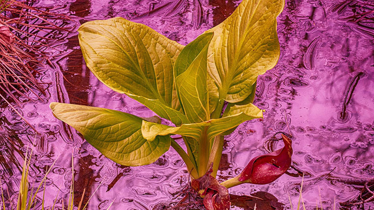 Skunk Cabbage at Sweet Alice Pond © 2022 Pat Crutchfield