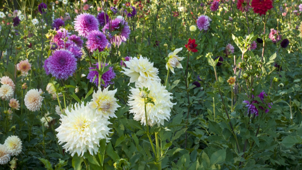 Dahlia Farm, CT © Robert Floyd