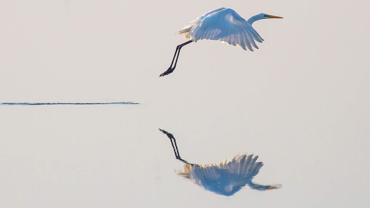 Egret Takeoff © 2022 Mark Lindhult