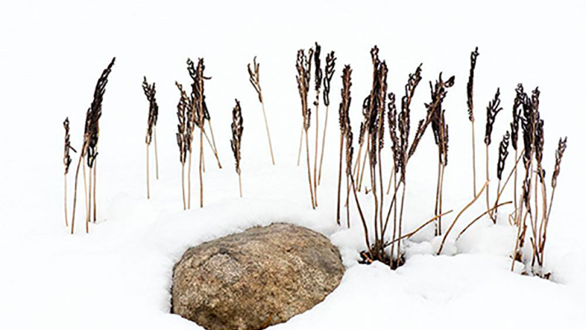 Ferns and Rock © Robert Floyd