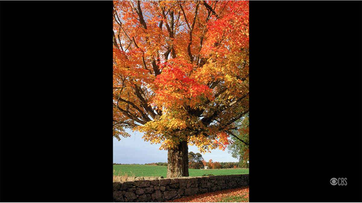 Sugar Maple_Rochester MA © 2019 Robert Floyd