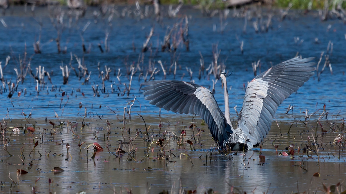 Great Blue Heron © Ellen Finkelstein, 2018