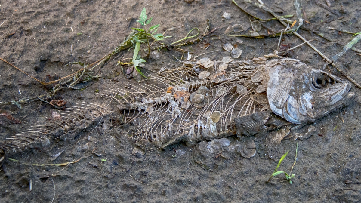 Fishy ©Pat Crutchfield, 2018