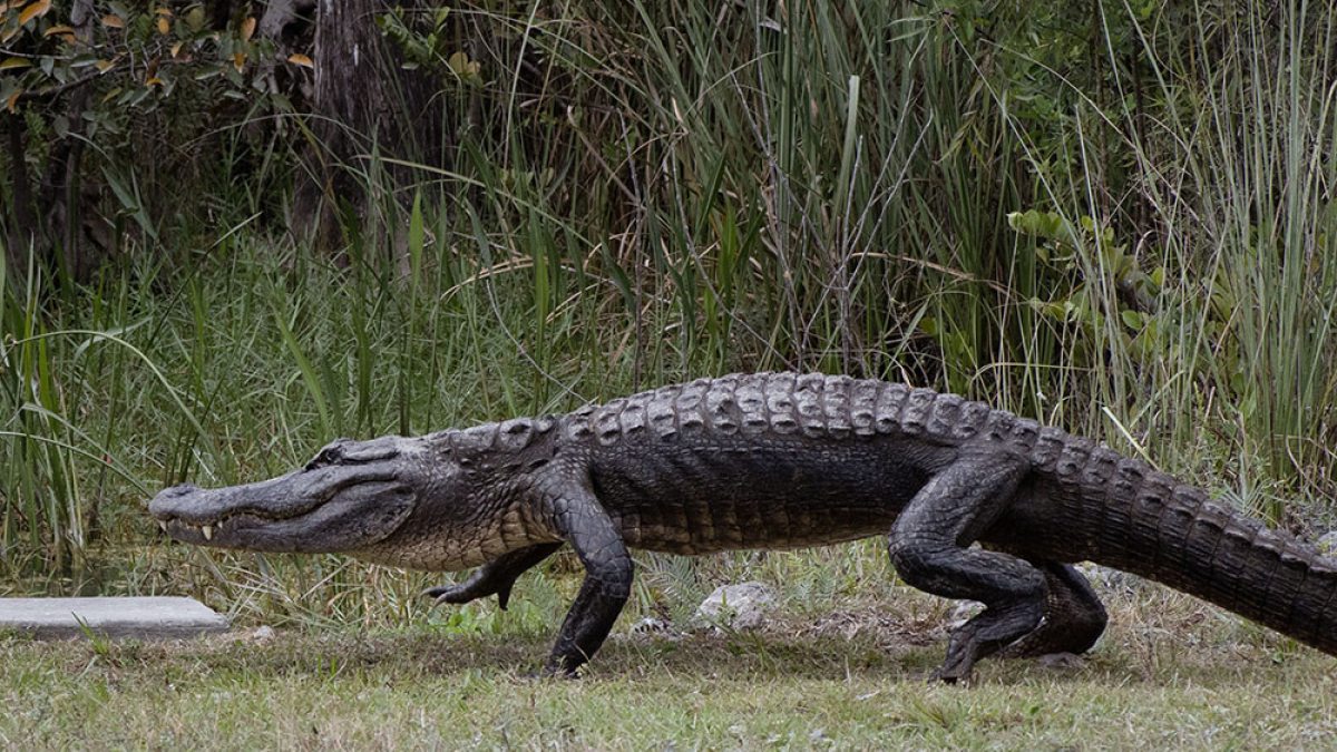 Alligator Rise © 2023 Robert Floyd