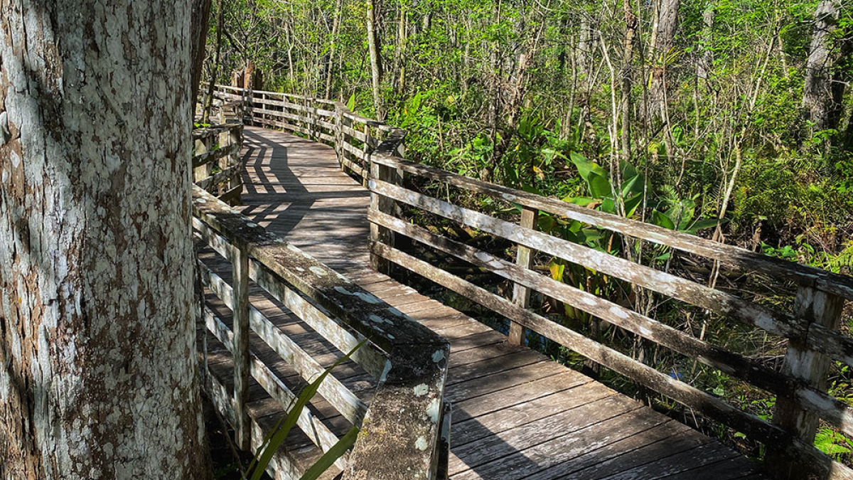 Corkscrew Swamp boardwalk © 2023 Robert Floyd