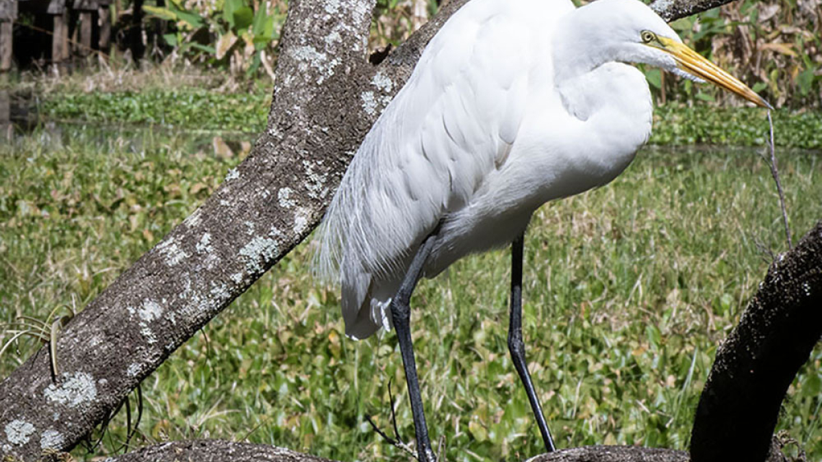 Wildlife a plenty in Naples © 2023 Robert Floyd