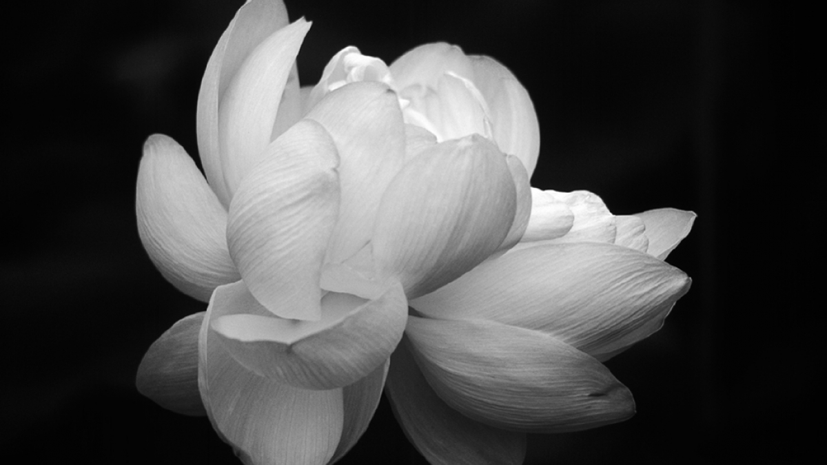 Lotus, black and white ©Robert Floyd, 2014