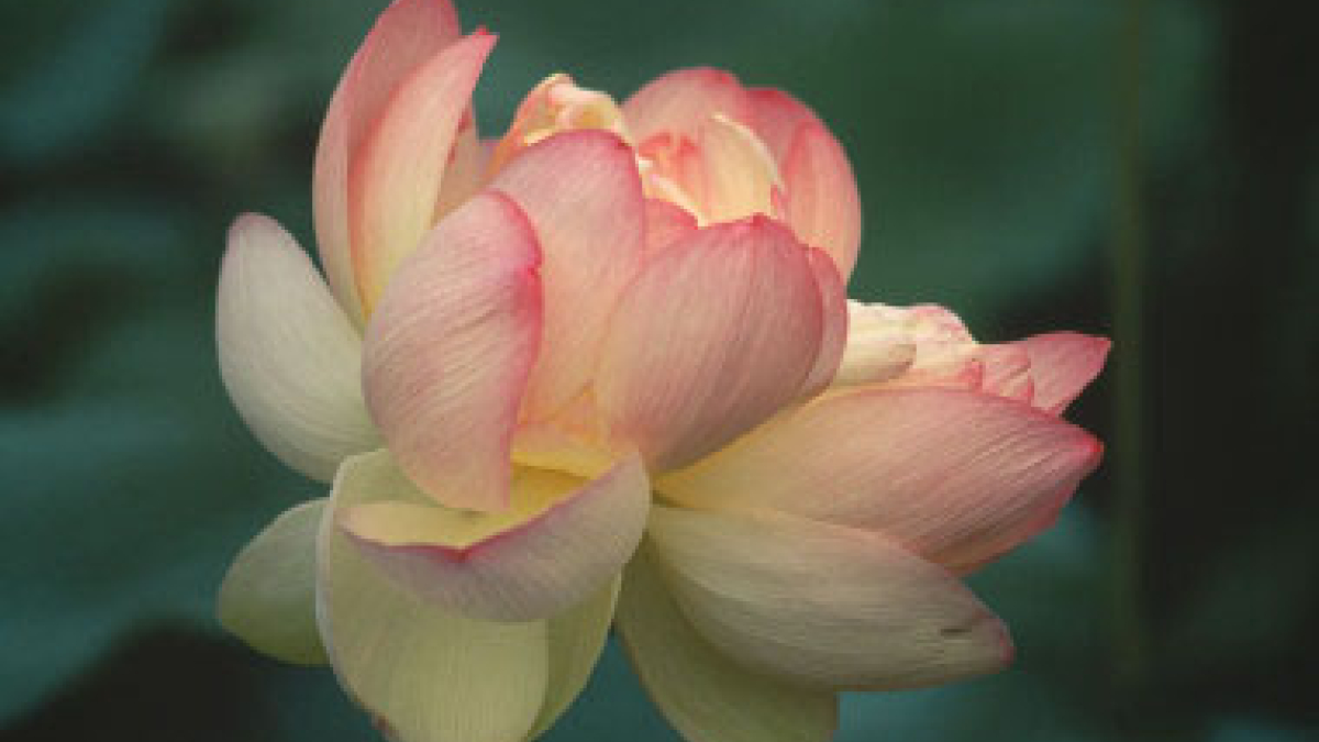 Lotus © Robert Floyd