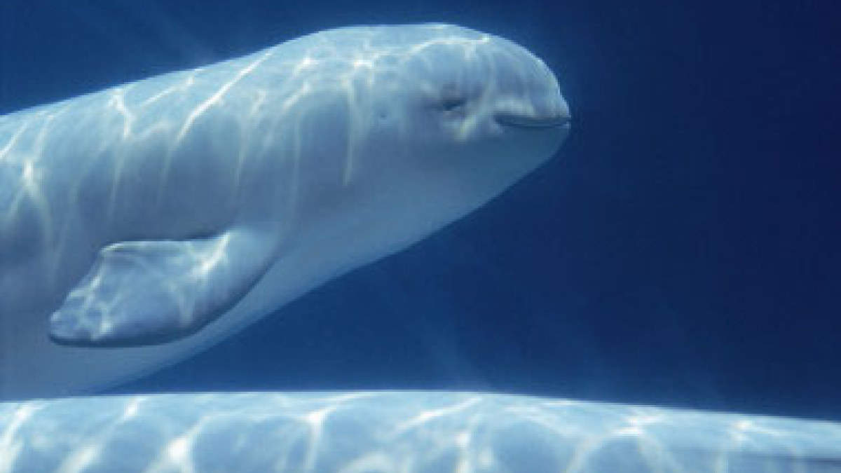 Baby Beluga, Brooklyn © Robert Floyd