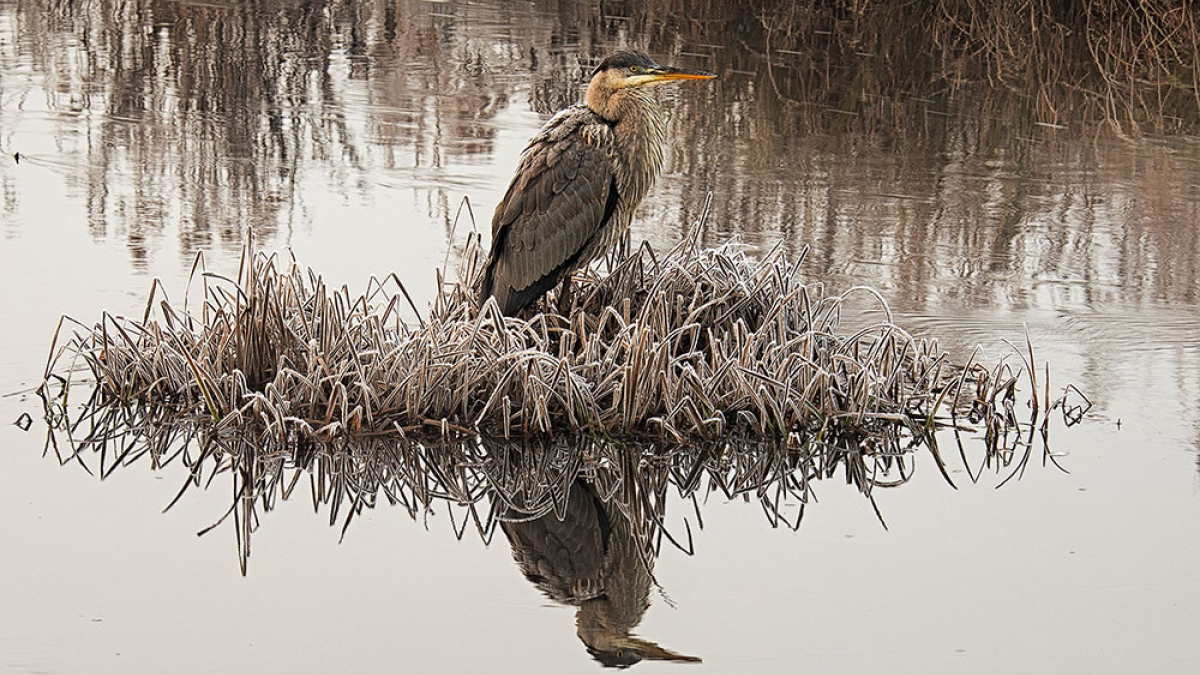 Frosted Great Blue Heron © 2022 Steve Gingold
