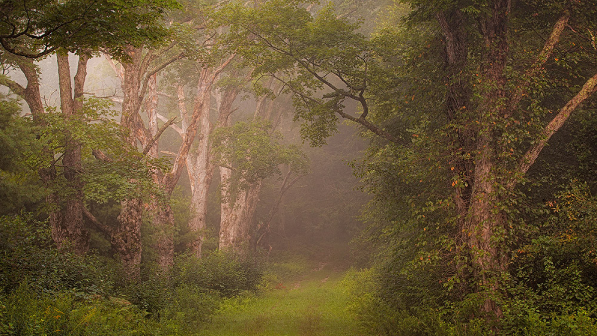 Gate 29 Fog © 2022 Steve Gingold
