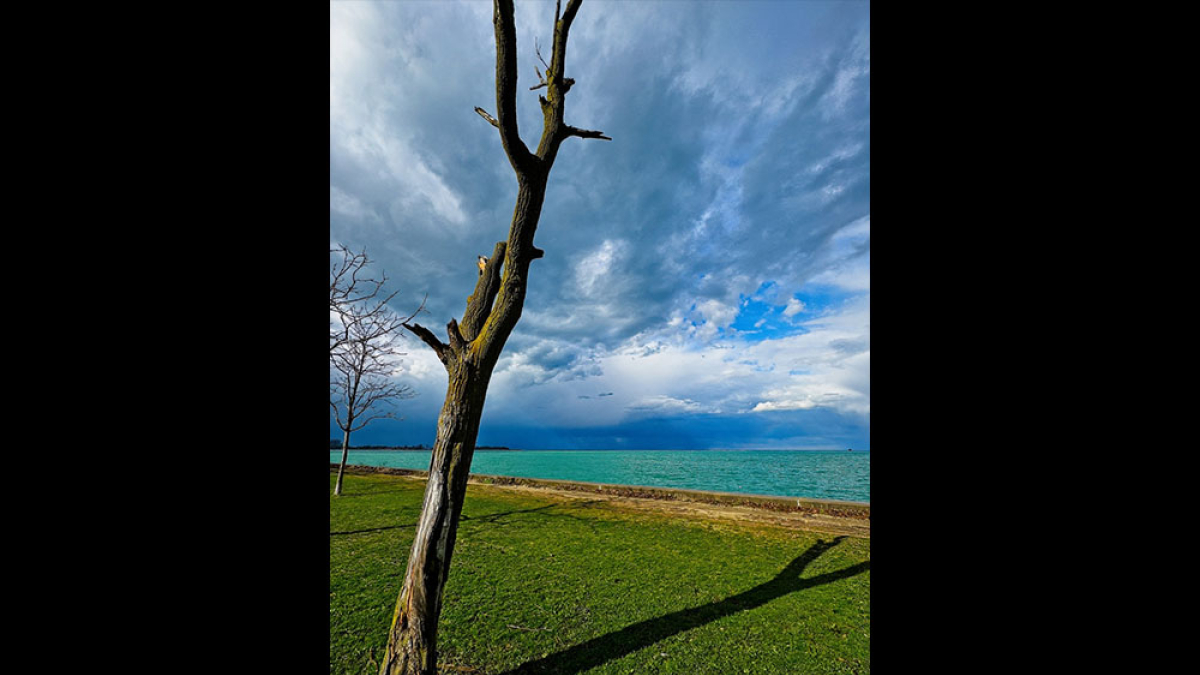 Lone Tree © Stephen Geis
