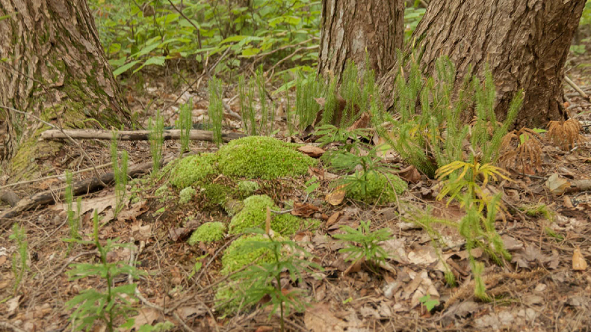 Forest Generations © Laura George