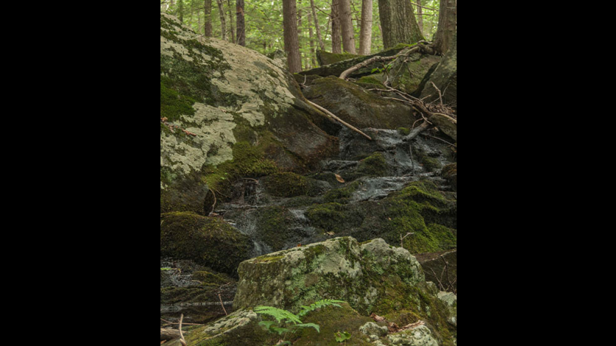 Mossy Hill © laura George