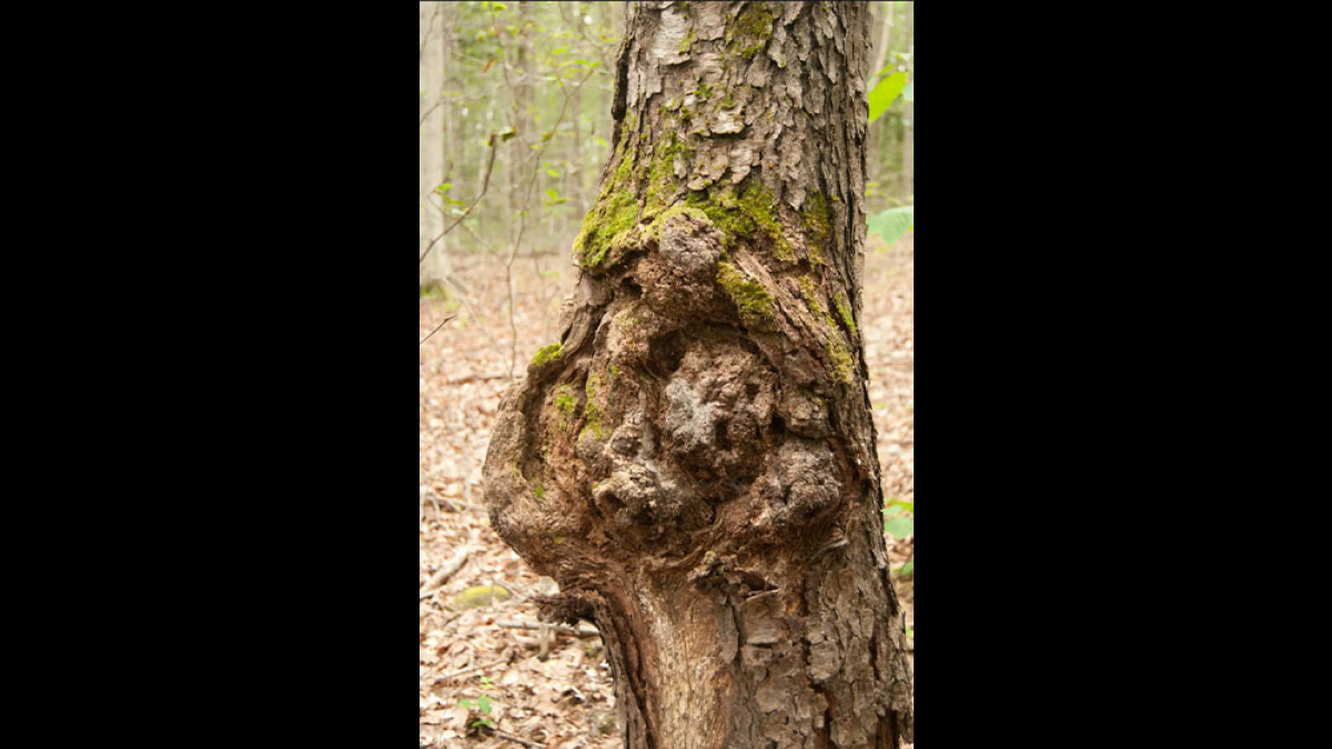 Burl Faces © Laura George