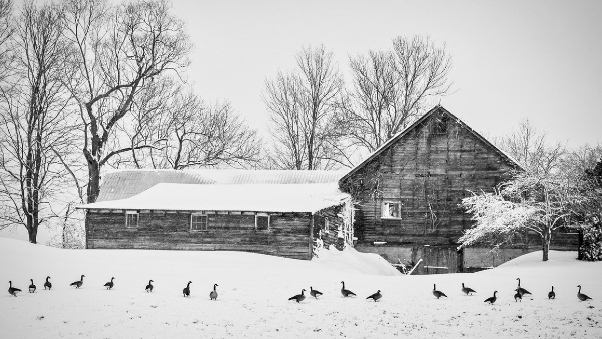 Geese in a Row ©Jim Gillen, 2018
