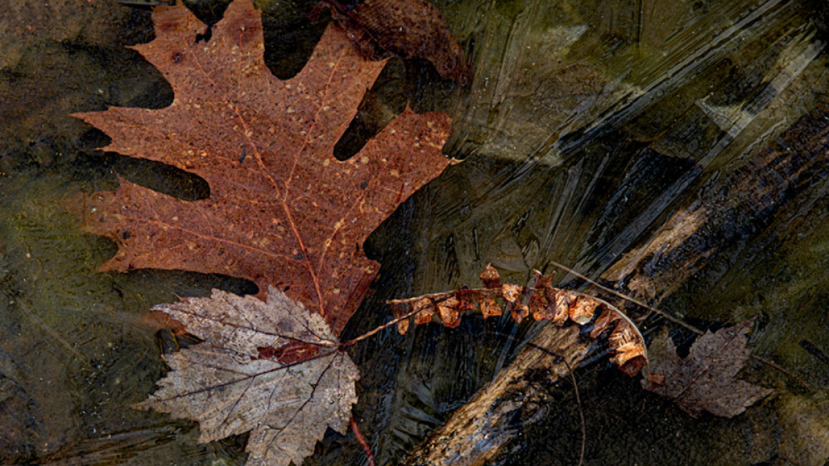 Dew Drop Leaves © Steve Gingold