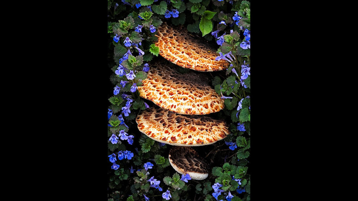 Dryad's Saddle with Gill over the Ground © Steve Gingold