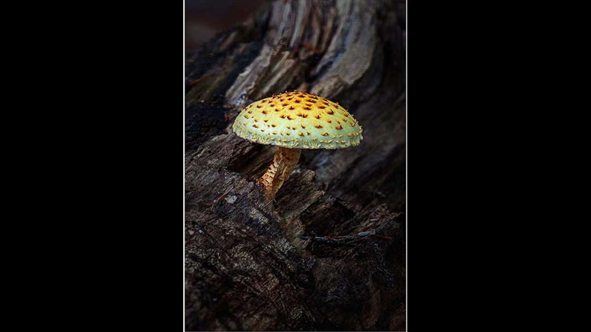 Golden-Pholiota © Steve Gingold