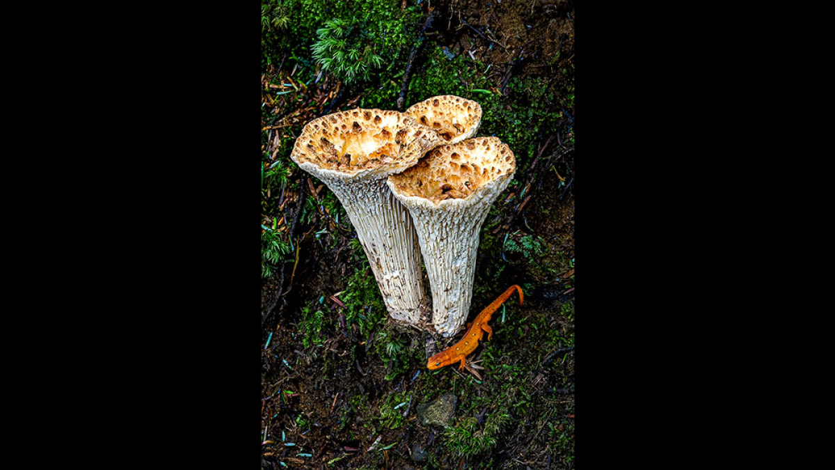 auffman's Scaly Chanterelle-with Red Ef © Steve Gingold
