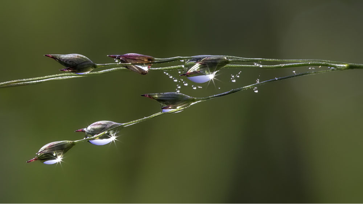 Meadow Dew Drop Starbursts © Steve Gingold