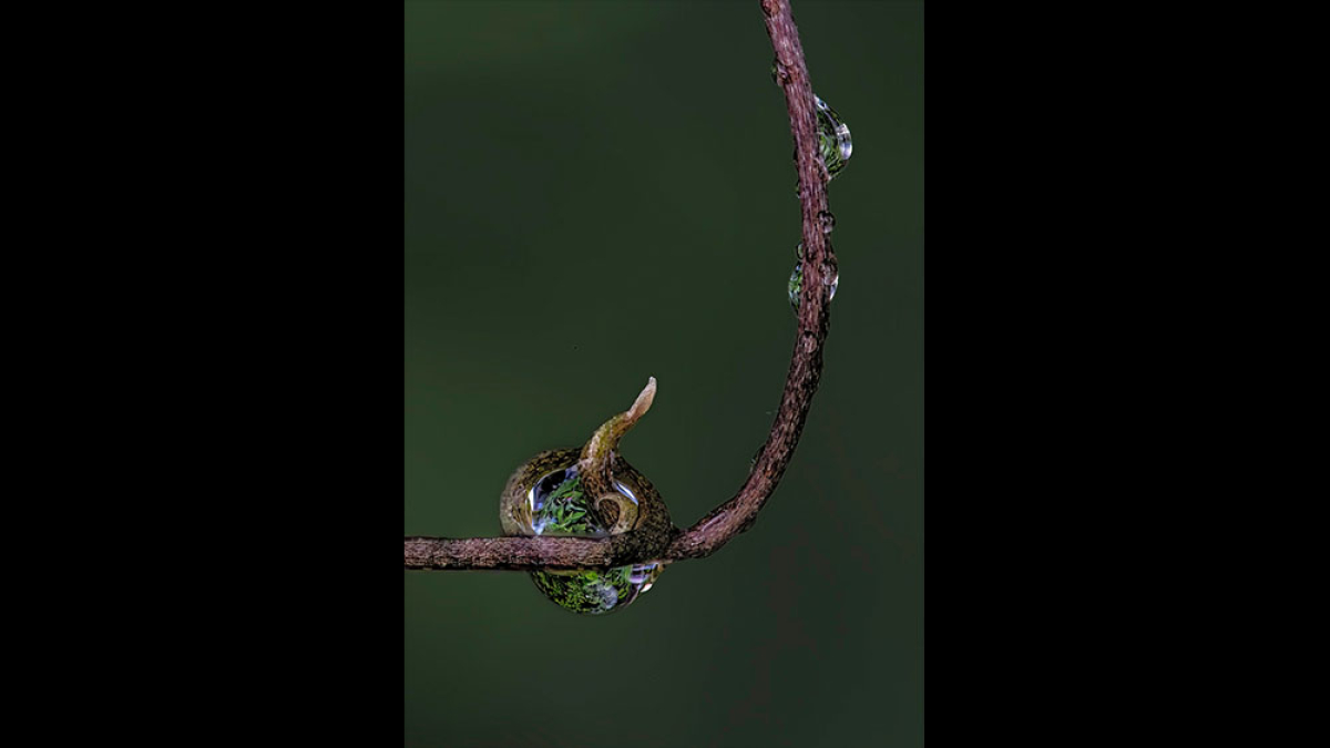 Tendril Trapped © Steve Gingold