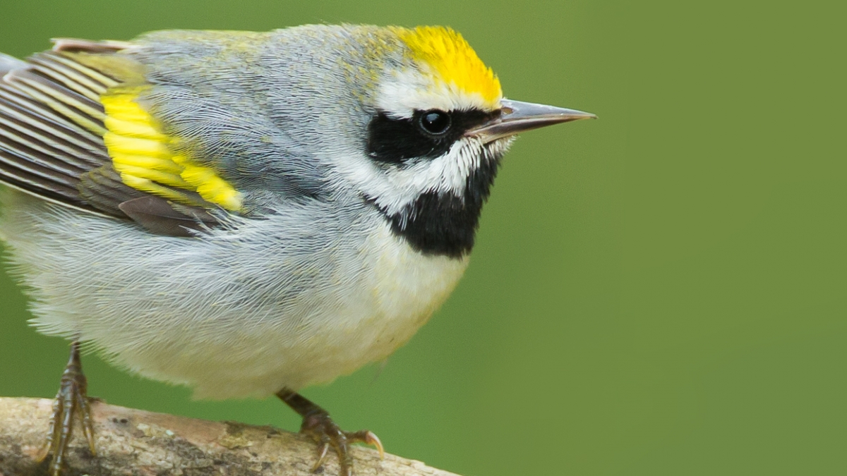 Golden-winged Warbler © Lynda Goff, 2018