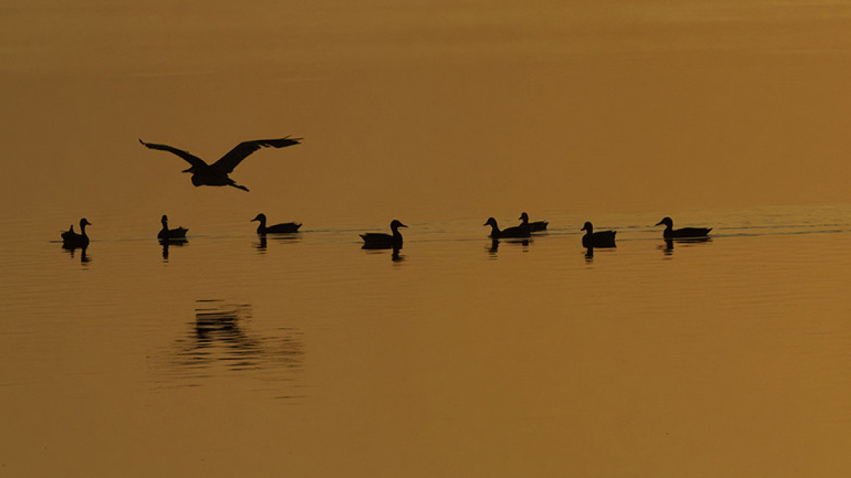 Golden Hour Silhouette © Barb Krawczyk