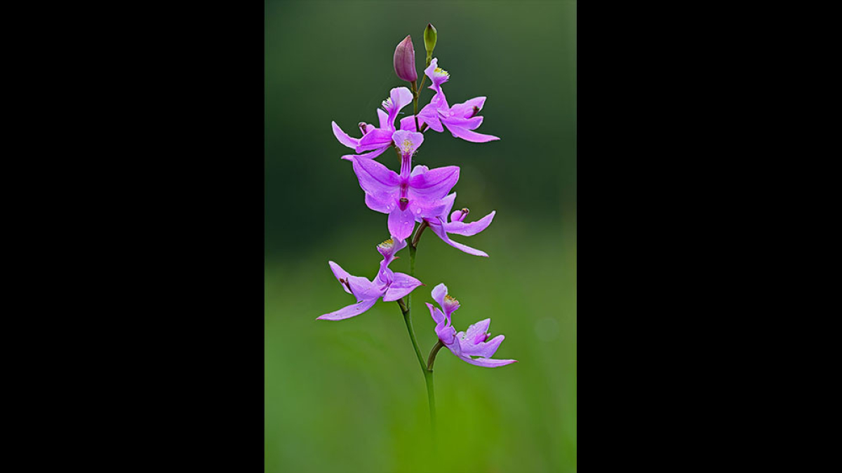 Grass Pink © 2022 Steve Gingold